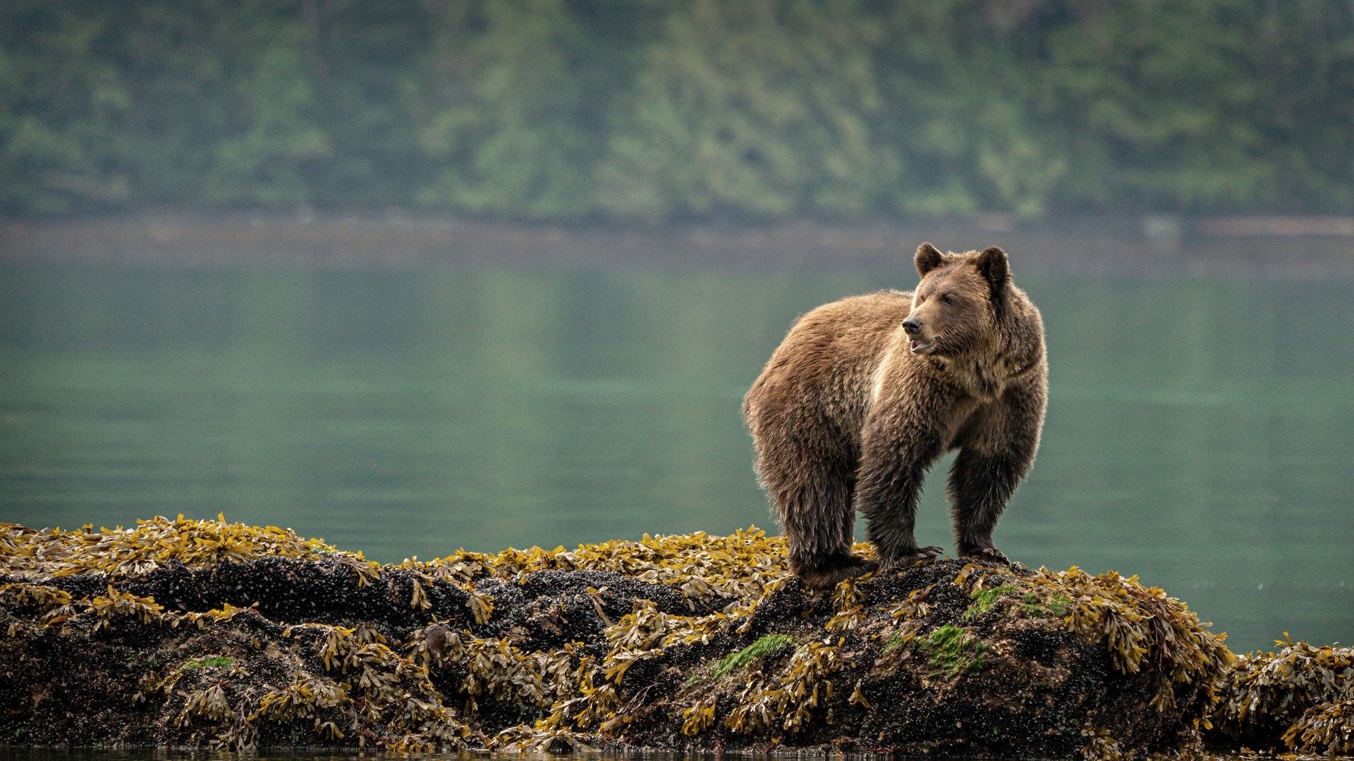Oeil pour oeil avec les ours !