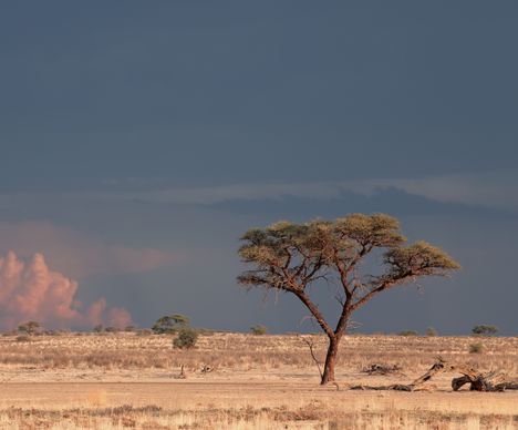 Kalahari, Out of Africa Feeling
