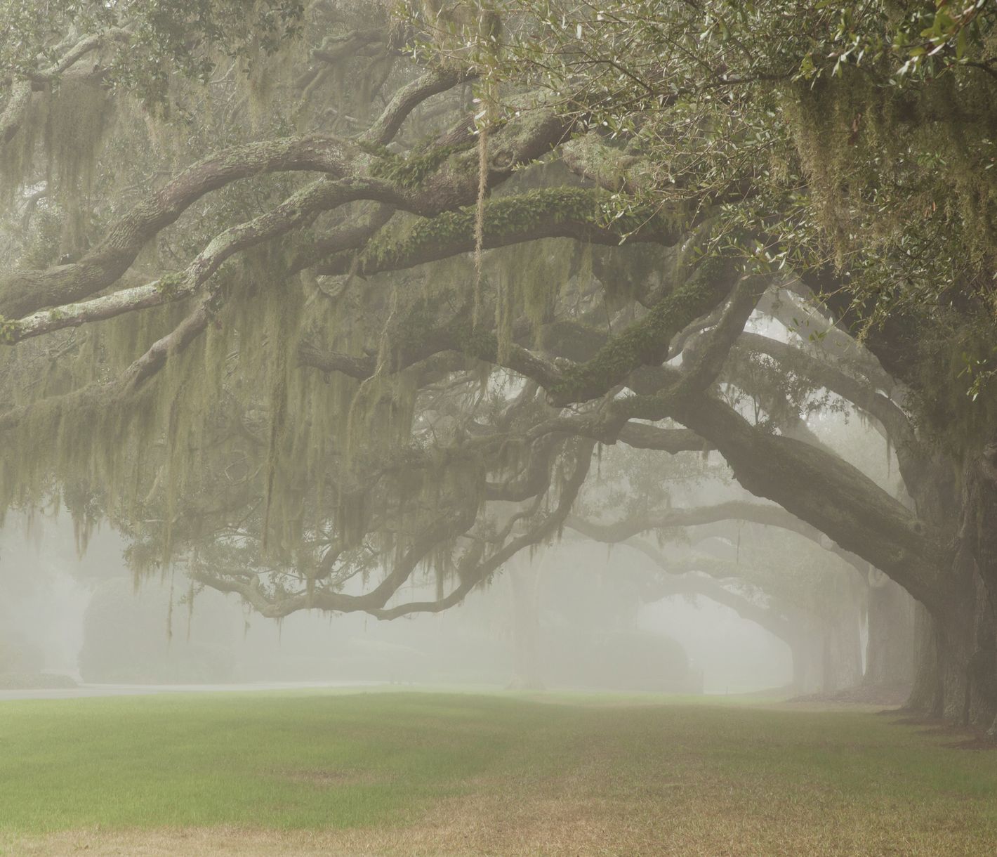 Die Avenue of the Oaks auf Saint Simons Island