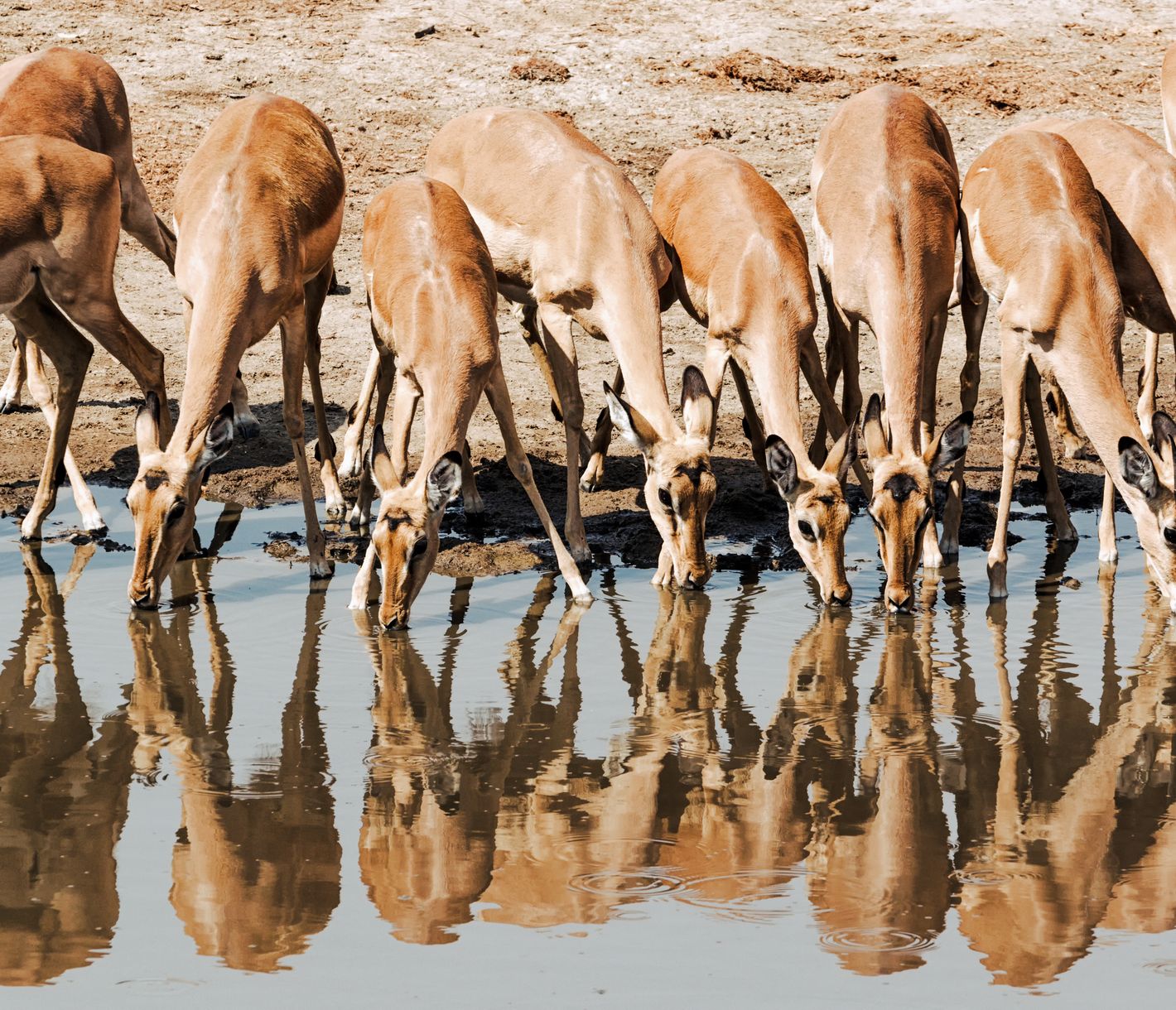 Gruppe Impalas beim Wassertrinken