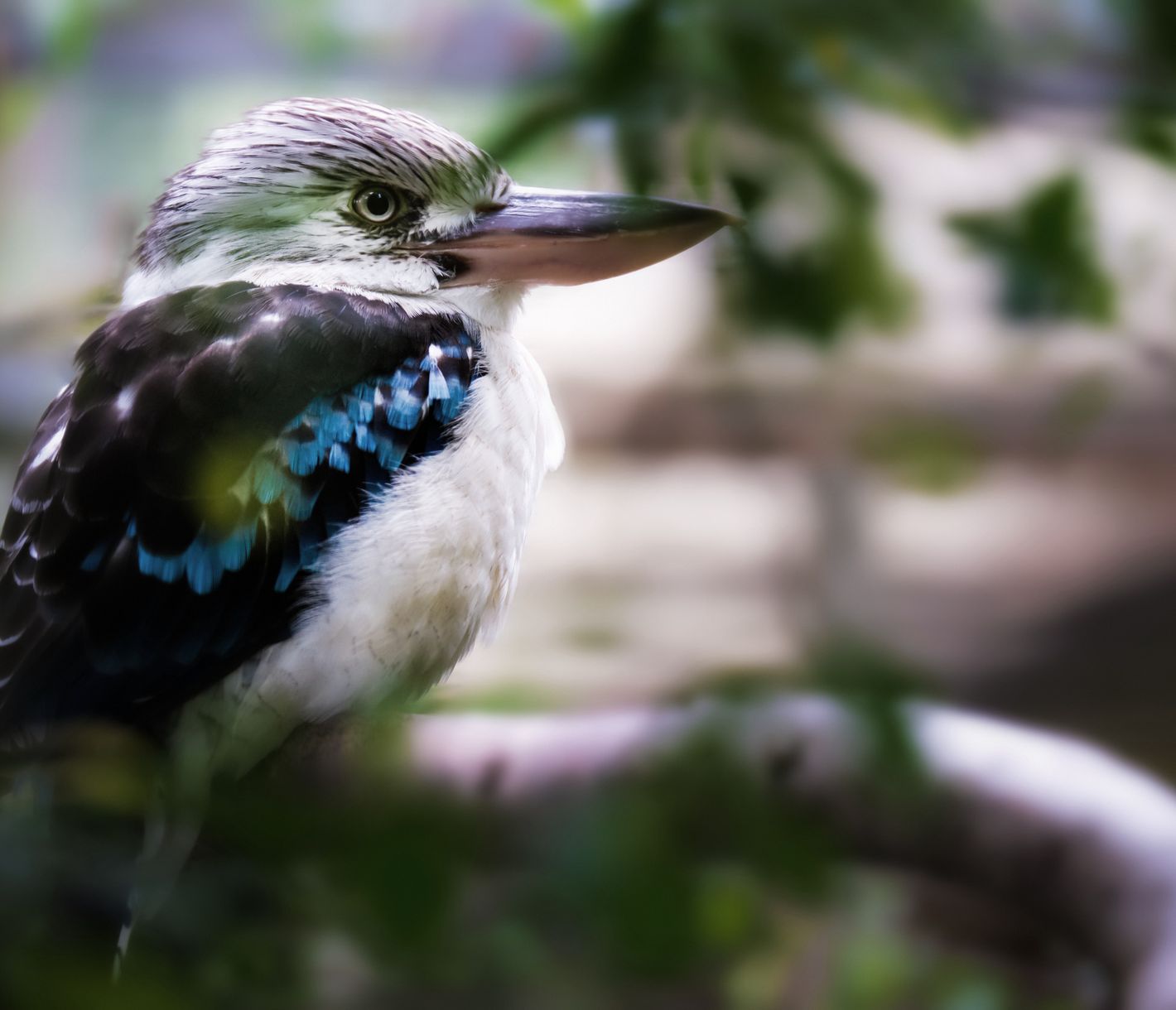 Blauflügelkookaburra
