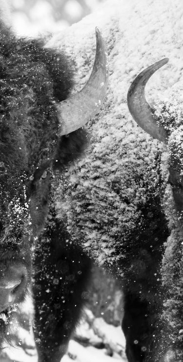 Les bisons avec leur fourrure épaisse se sont habitués aux vagues de froid régulières dans le Parc National de Yellowstone.