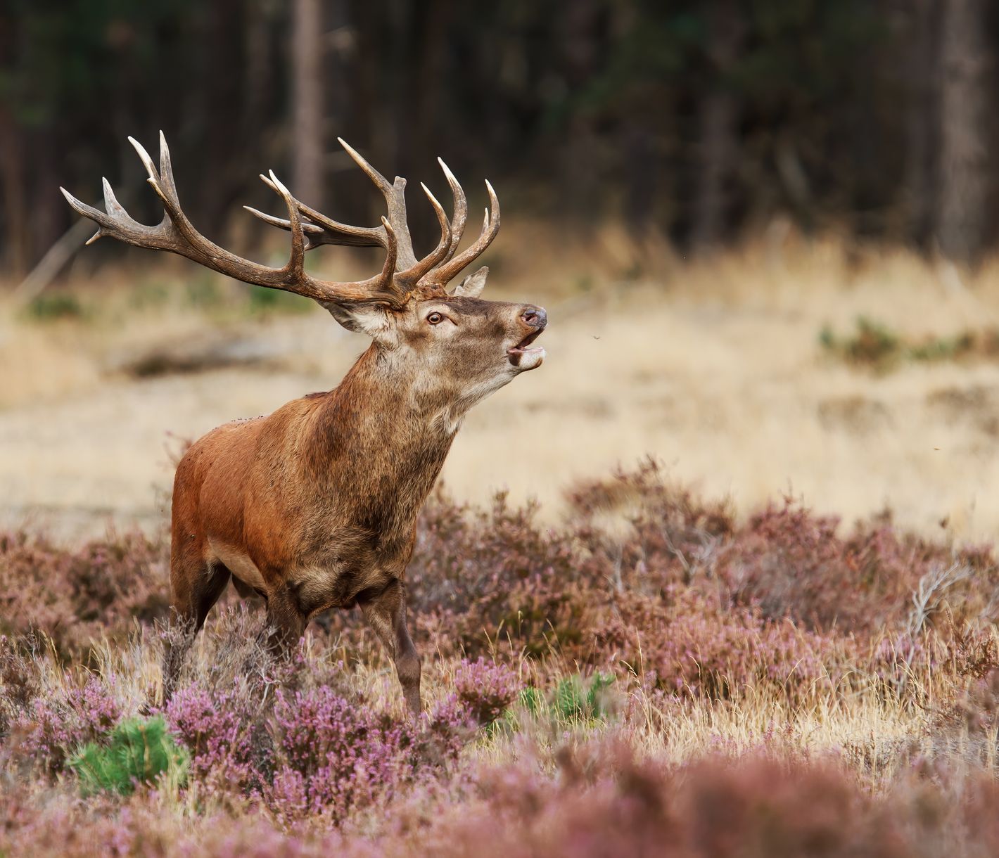 Ein röhrender Hirsch im De-Hoge-Veluwe-Nationalpark, Gelderland