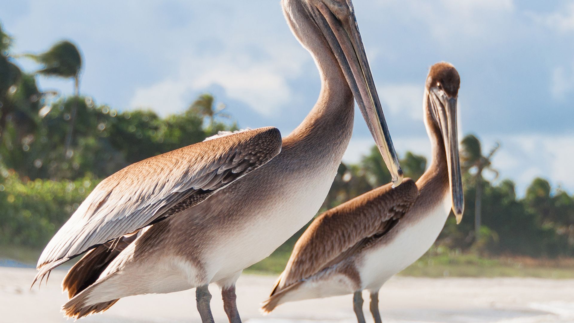 Pelikane an der Küste bei Naples