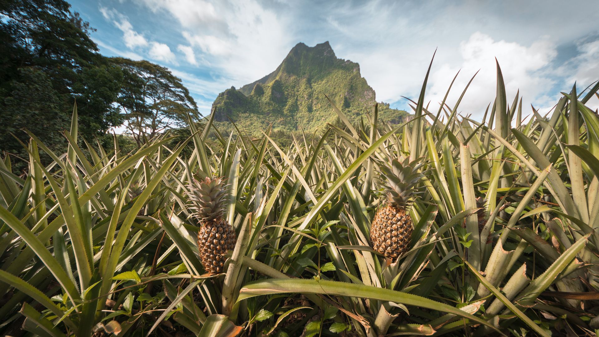 Wissen Sie, wie eine Ananas wächst?