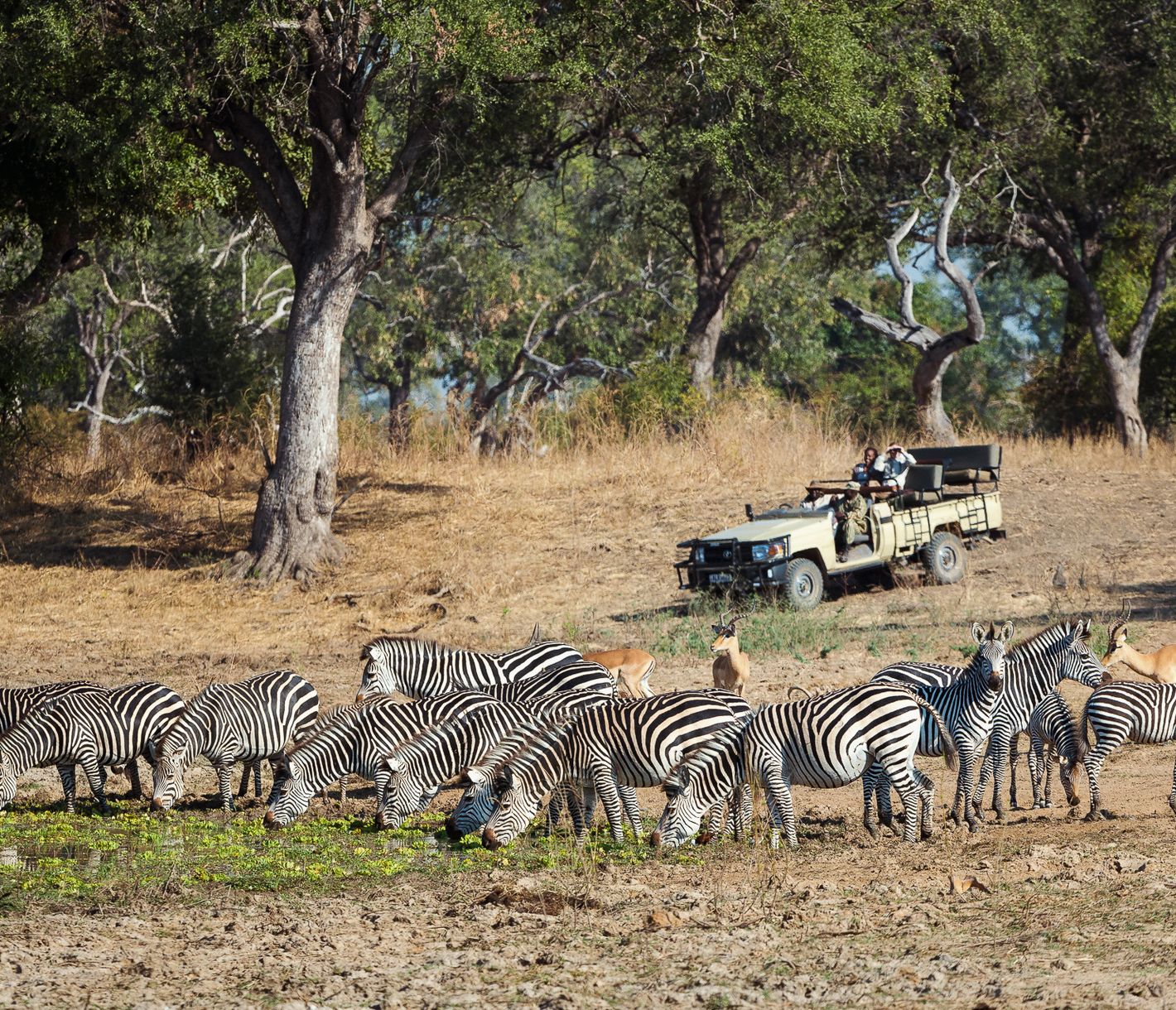 Zebras sind Herdentiere.