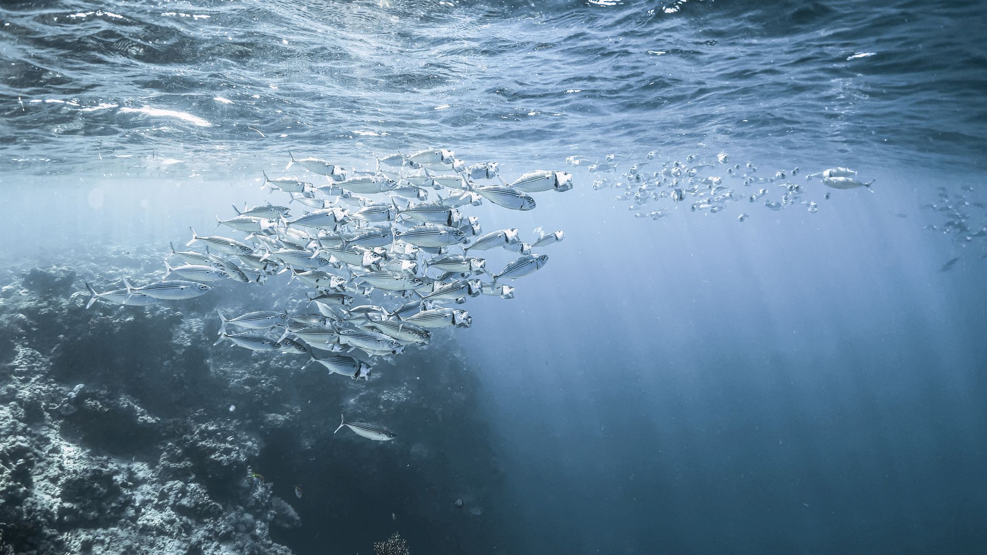 Korallenriffe in Nord-Bali