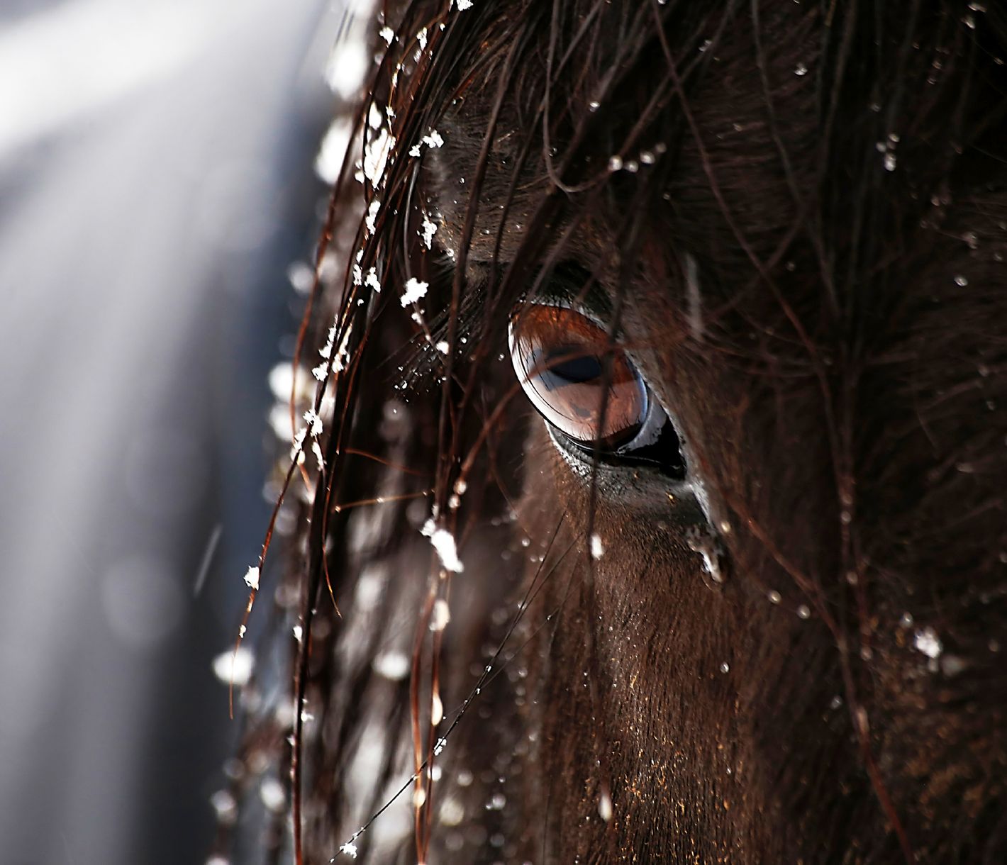 Hoch zu Pferd – Reitausflug mit Islandpferden