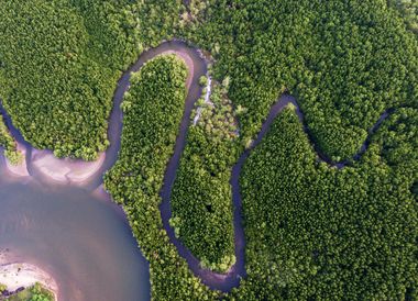 Rückzugsort Mangrovenwald