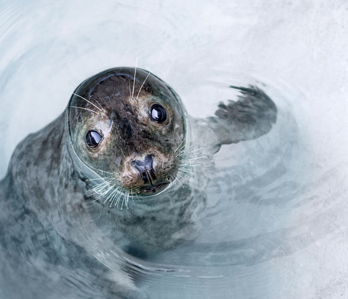 Robben – die Akrobaten unter den grönländischen Tieren