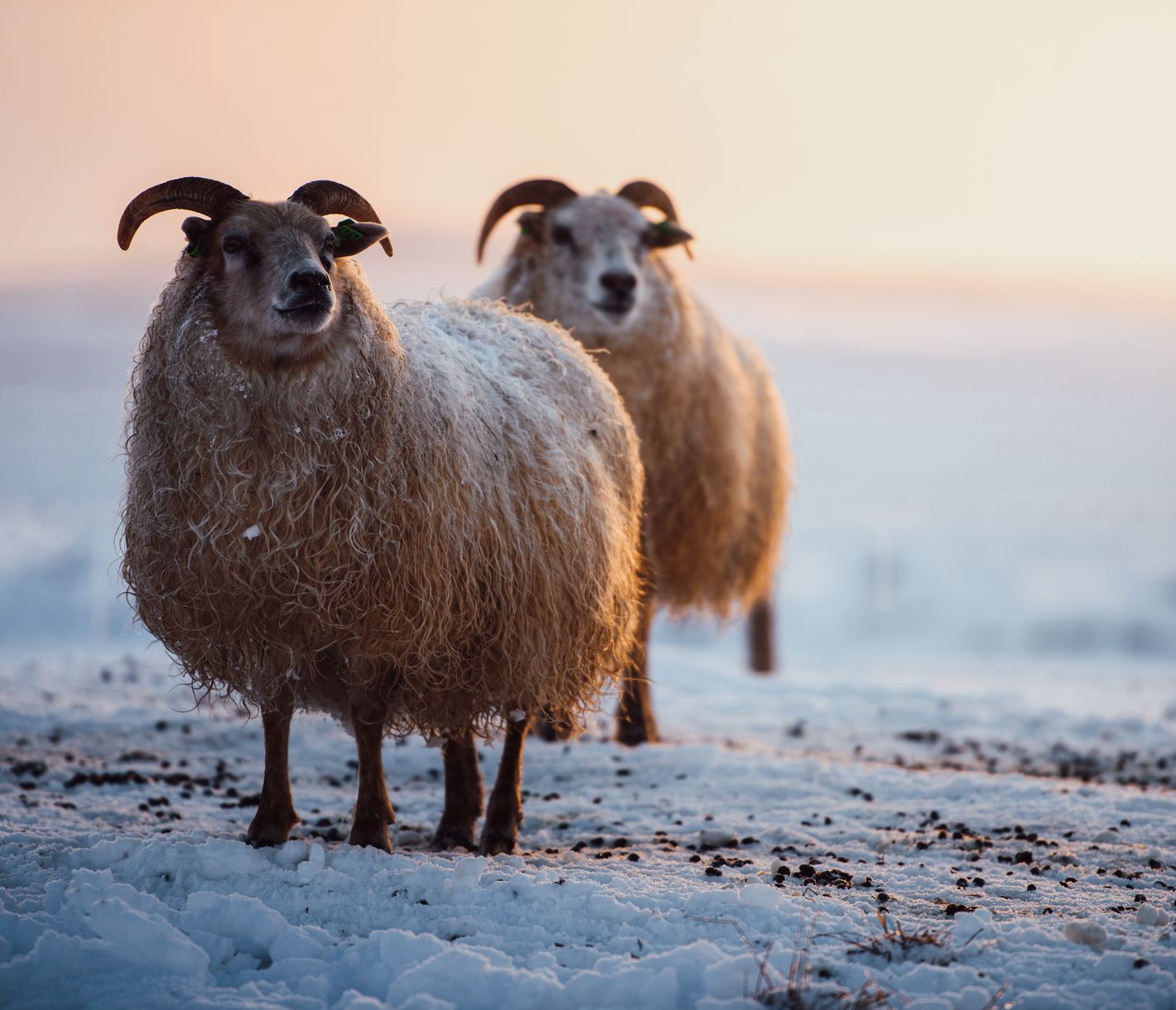 Die Schafe in Island stammen von einer Schafrasse ab, die von den Wikingern nach Island gebracht wurde.
