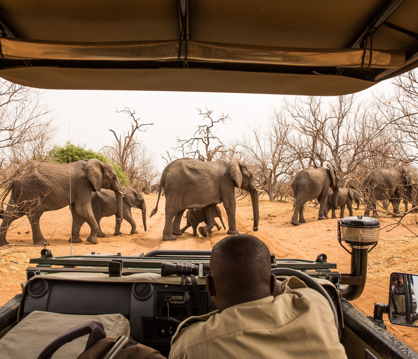 Auf einer Pirschfahrt die Elefanten beobachten, welche die Buschstrasse überqueren