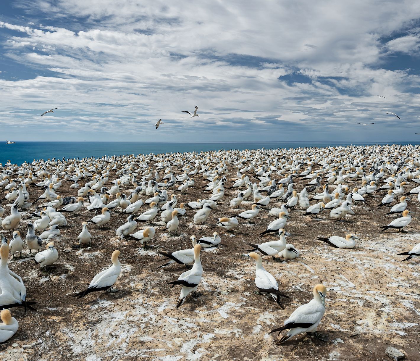 Tölpel soweit das Auge reicht