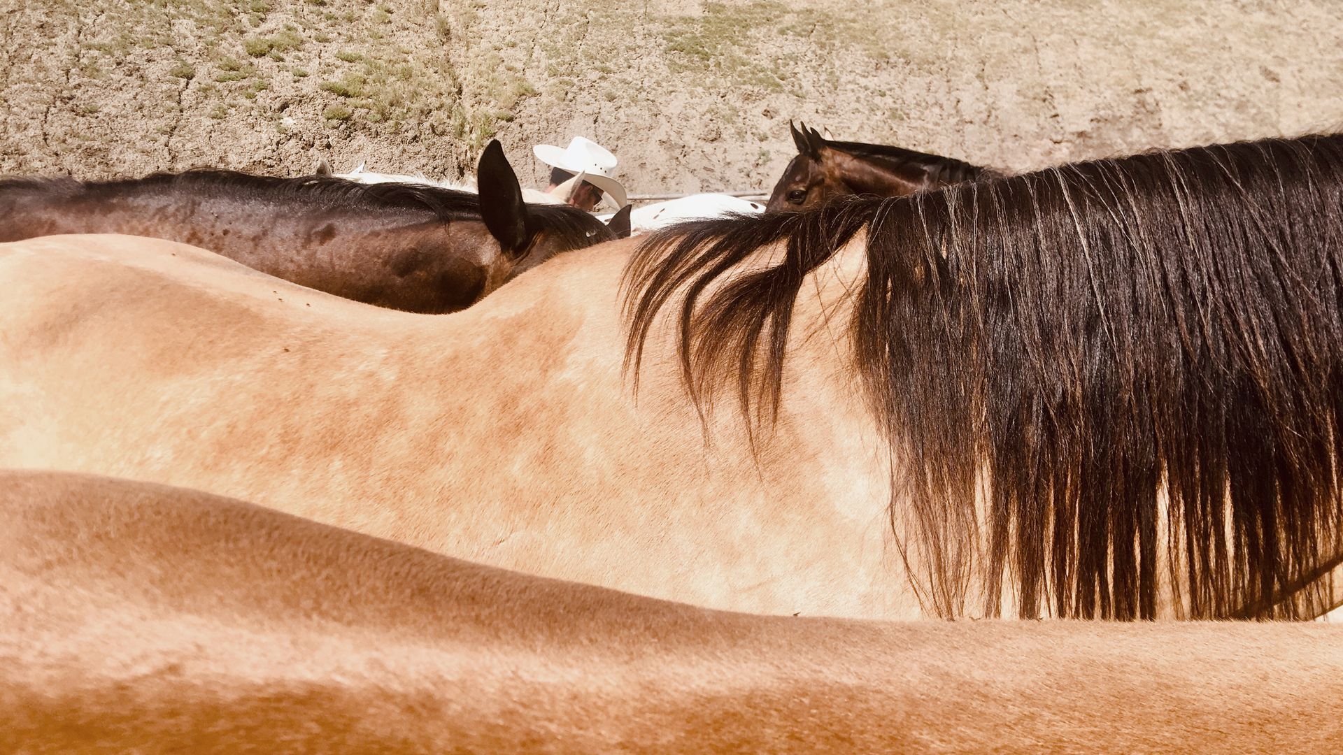 Cowboy und die Pferde