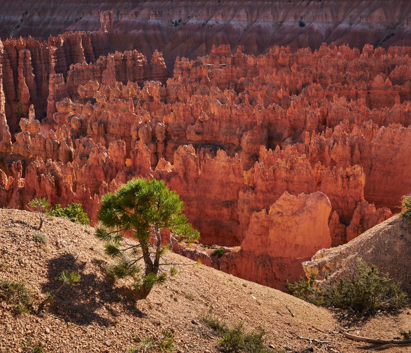 Der Bryce Canyon National Park, ein Märchenland aus bunten Felsformationen
