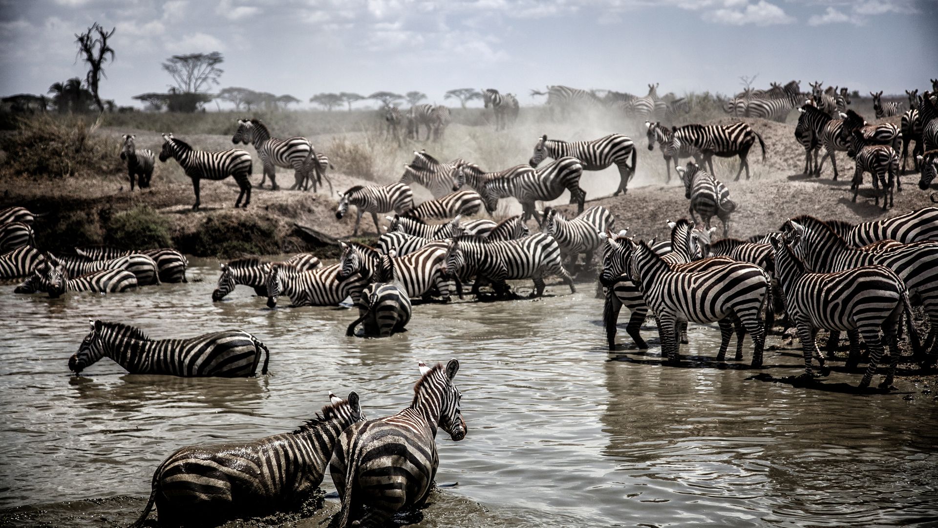 Des animaux à perte de vue...
