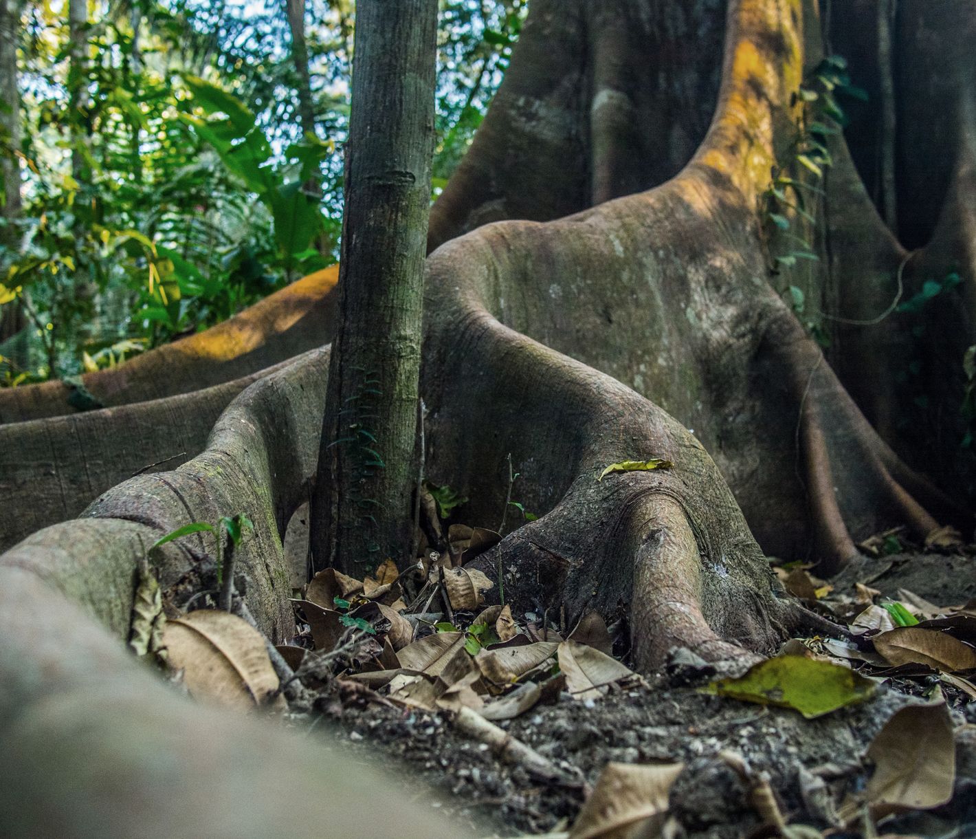 Wie viele Jahre hat dieser Baum wohl schon auf dem Rücken bzw. dem Stamm?