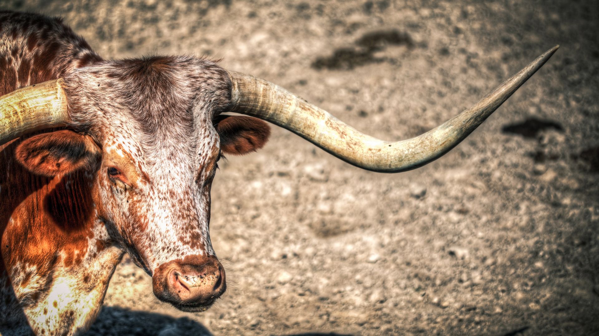 Deux fois par jour, un troupeau de bovins Longhorn traverse le Fort Worth Stockyards National Historic District.