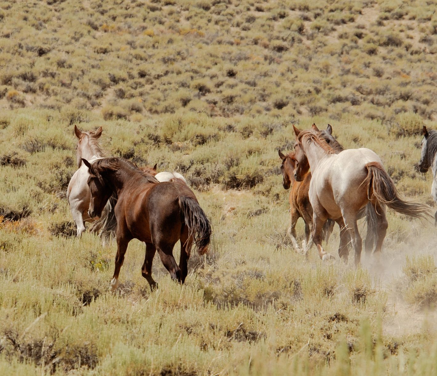 Nördlich von Cody leben um die McCullough Peaks mehrere Herden wilder Mustangs.