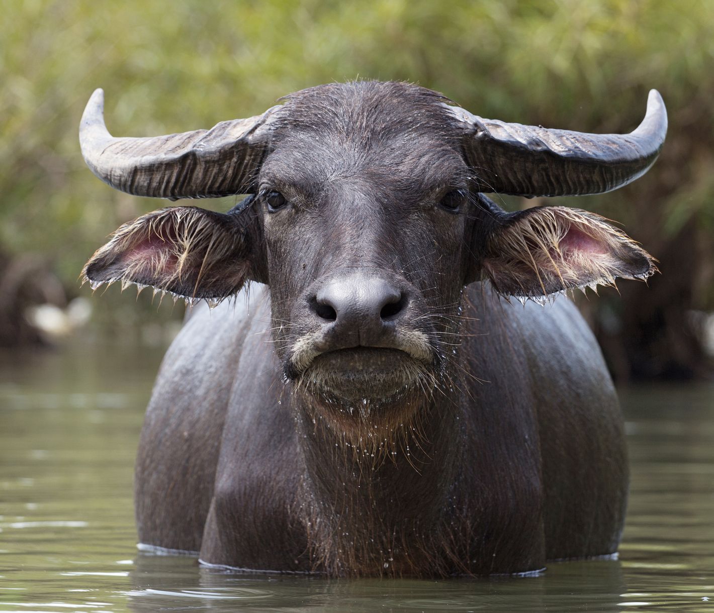 Ce buffle d’eau s’offre une pause en se rafraîchissant dans un bras du Mékong.