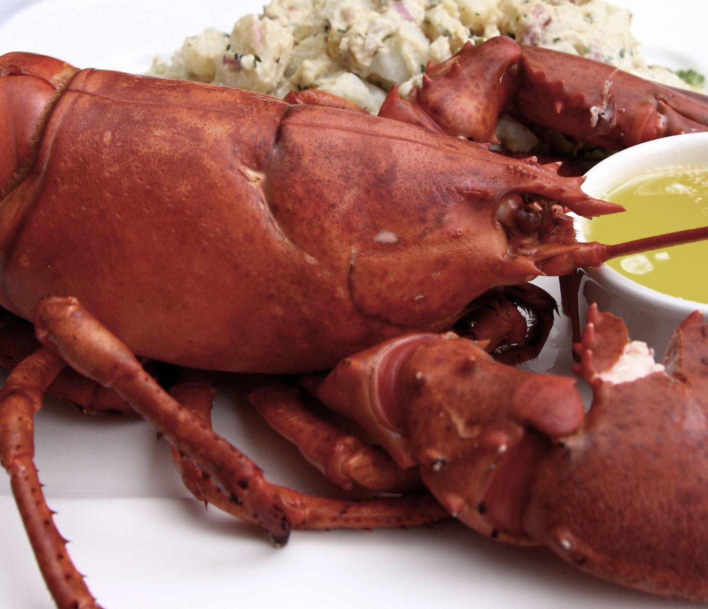 Lobster soweit das Auge reicht.