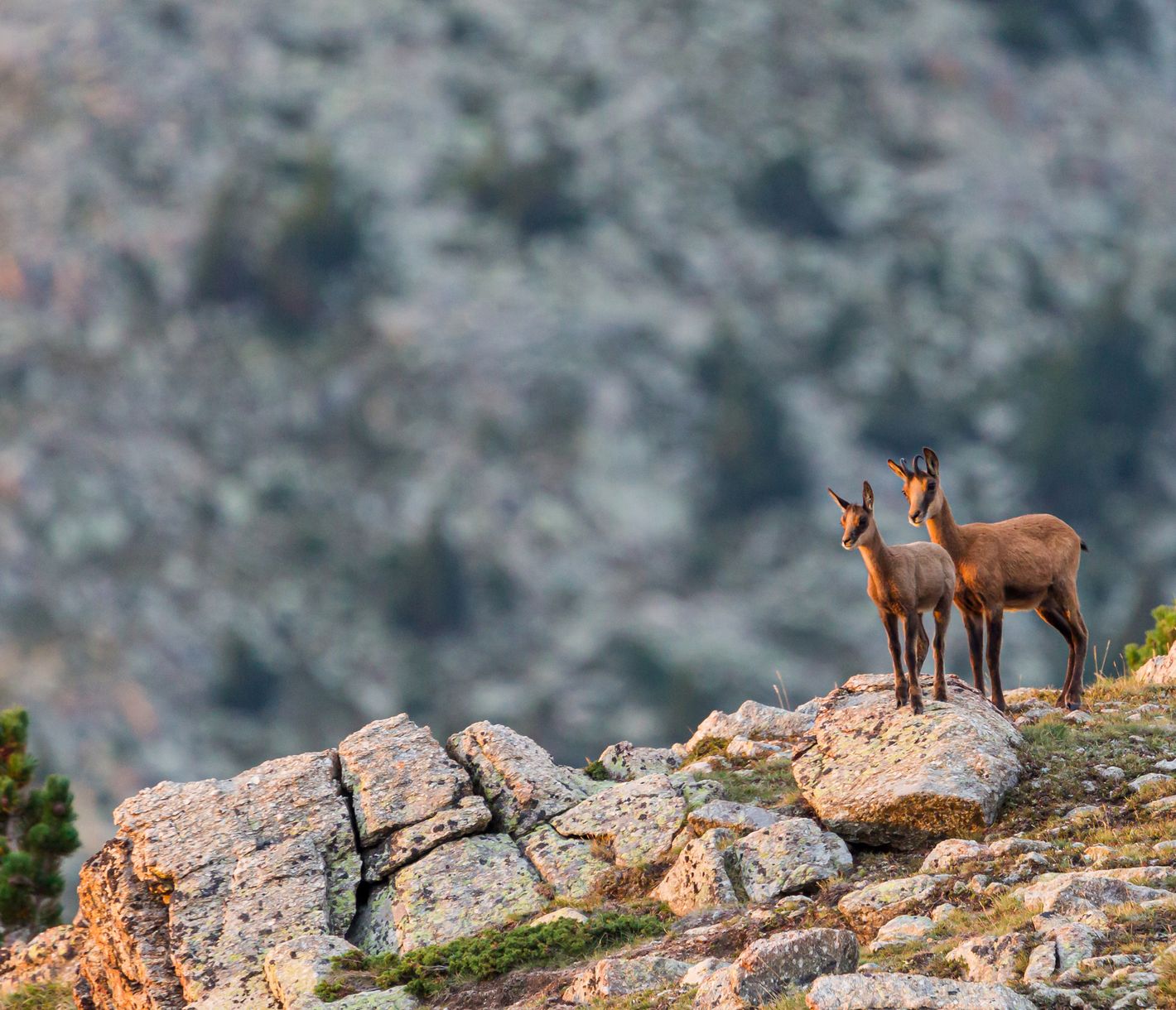 L’Isard se différencie du chamois par sa plus petite taille, ses écharpes noires et blanches en hiver et sa rousseur en été. Il est le symbole de l’animal montagnard, capable de courses et de dénivelés impressionnants.
