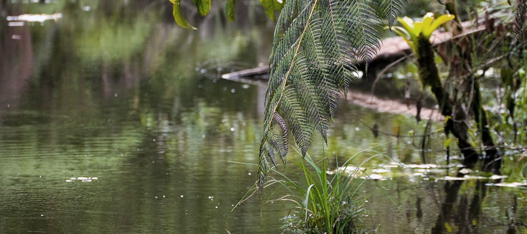 Das grüne Paradies Ecuadors