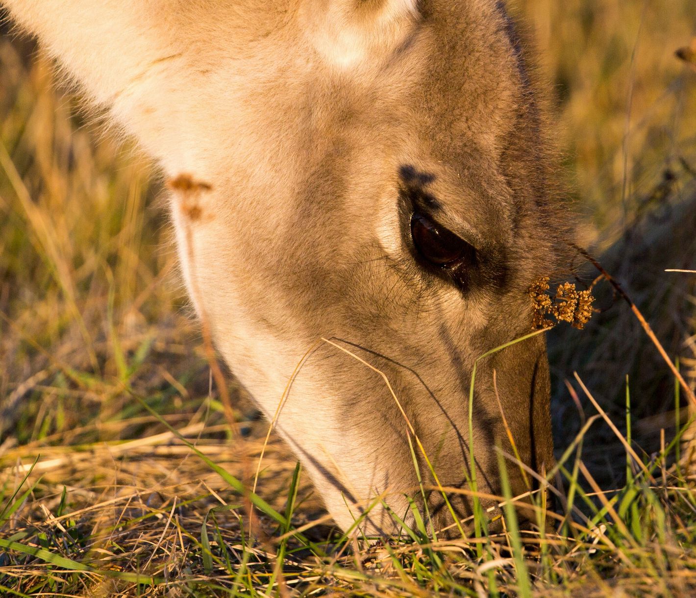 Tierexperte gesucht!