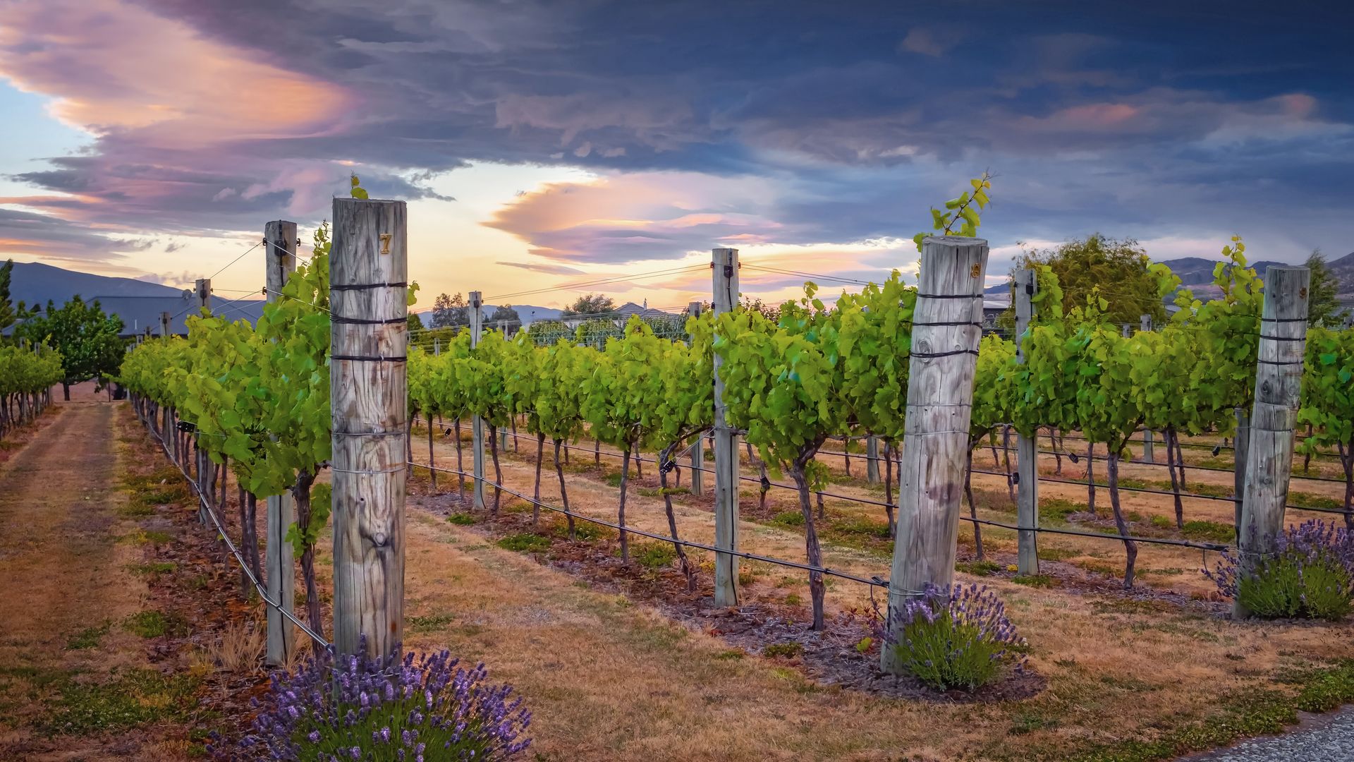 Des vignes à perte de vue