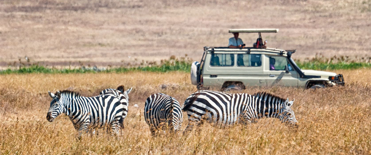 Safari in Afrika mit Zebras