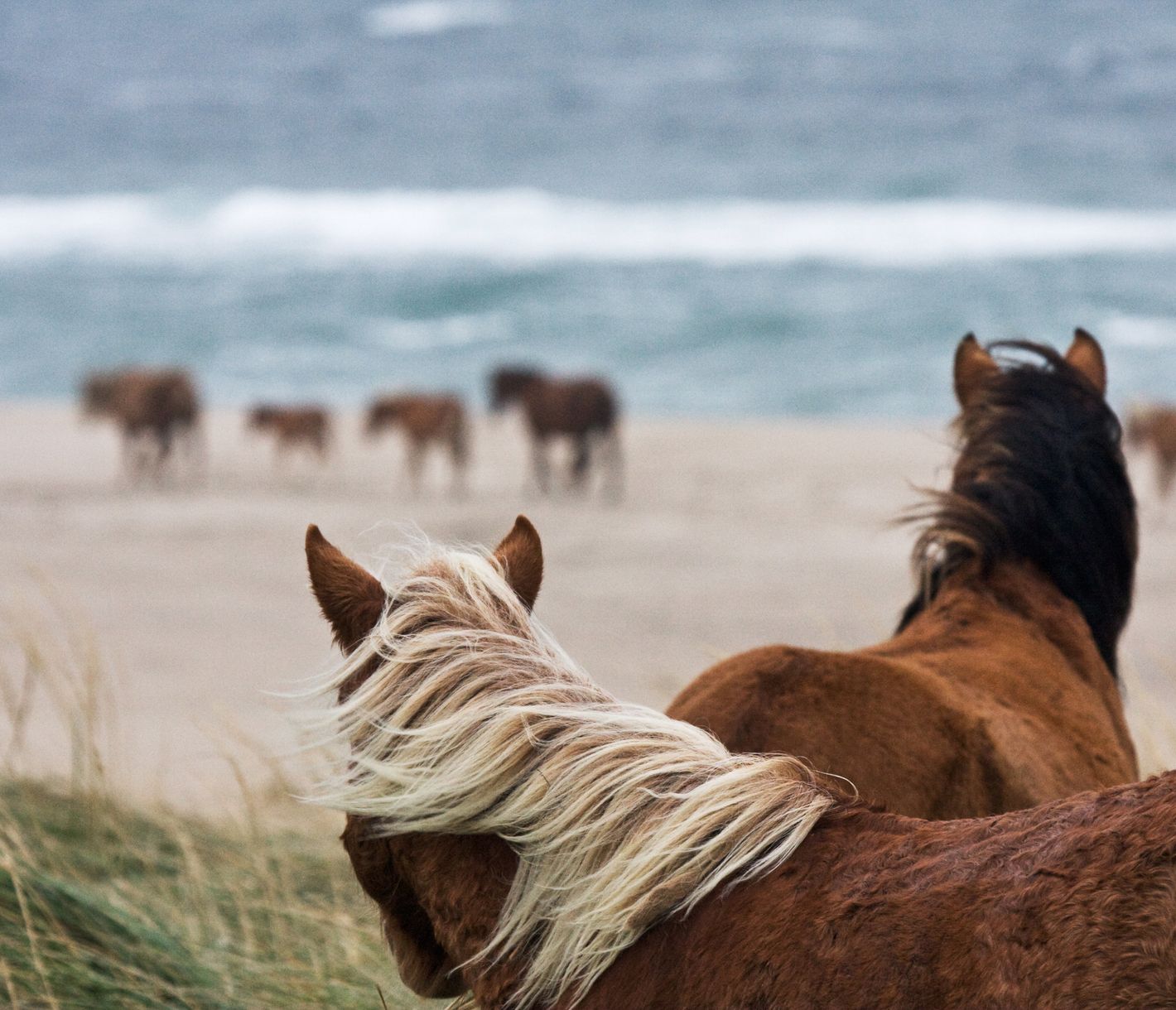 Wildpferde können an der Assateague Island National Seashore beobachtet werden.