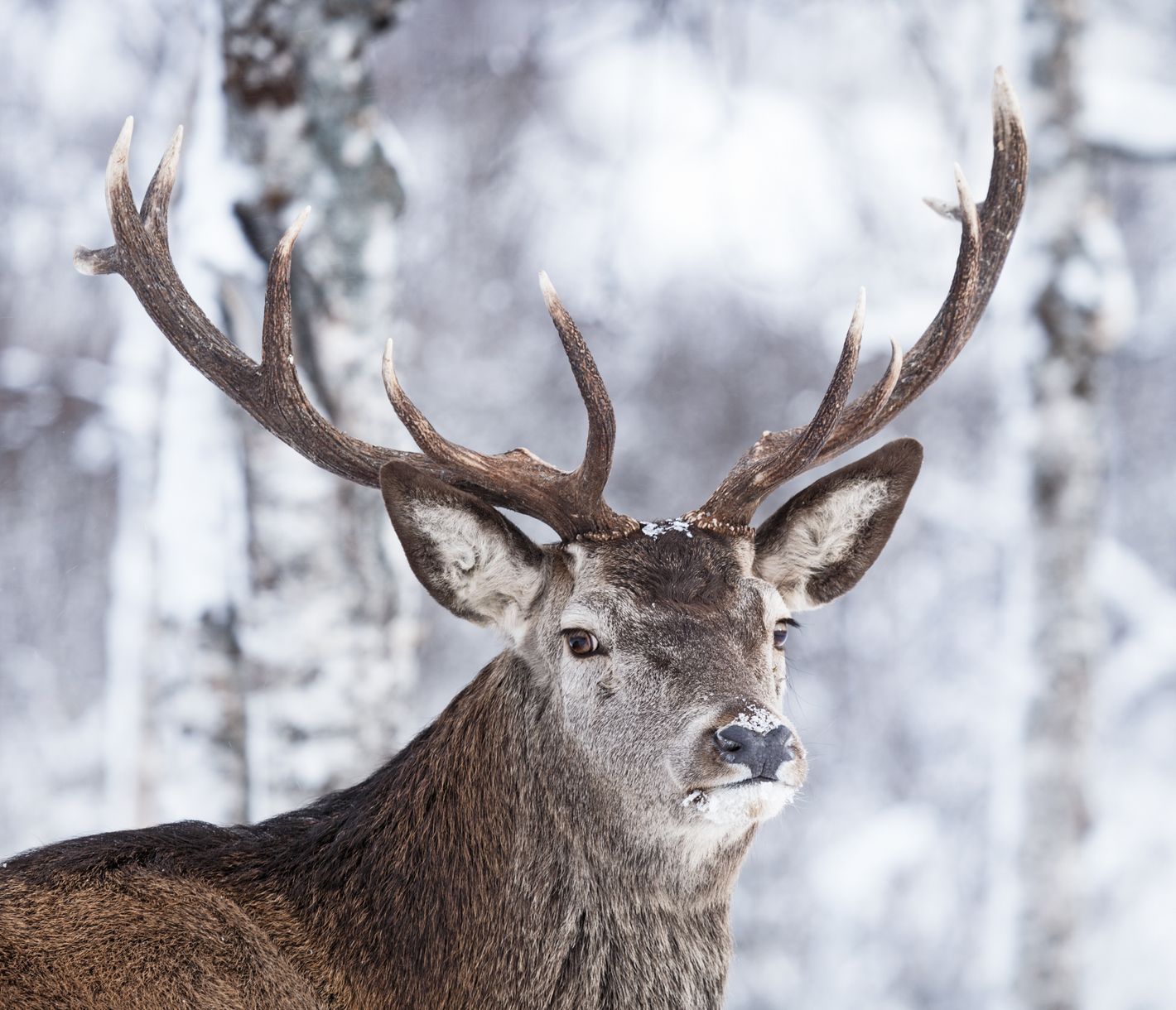 Le renne, espèce sauvage originaire de Norvège.