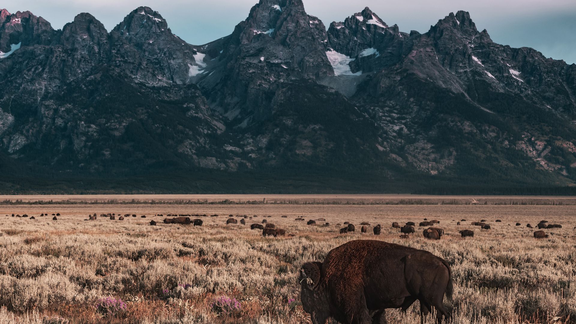 Bison im Grand Teton National Park