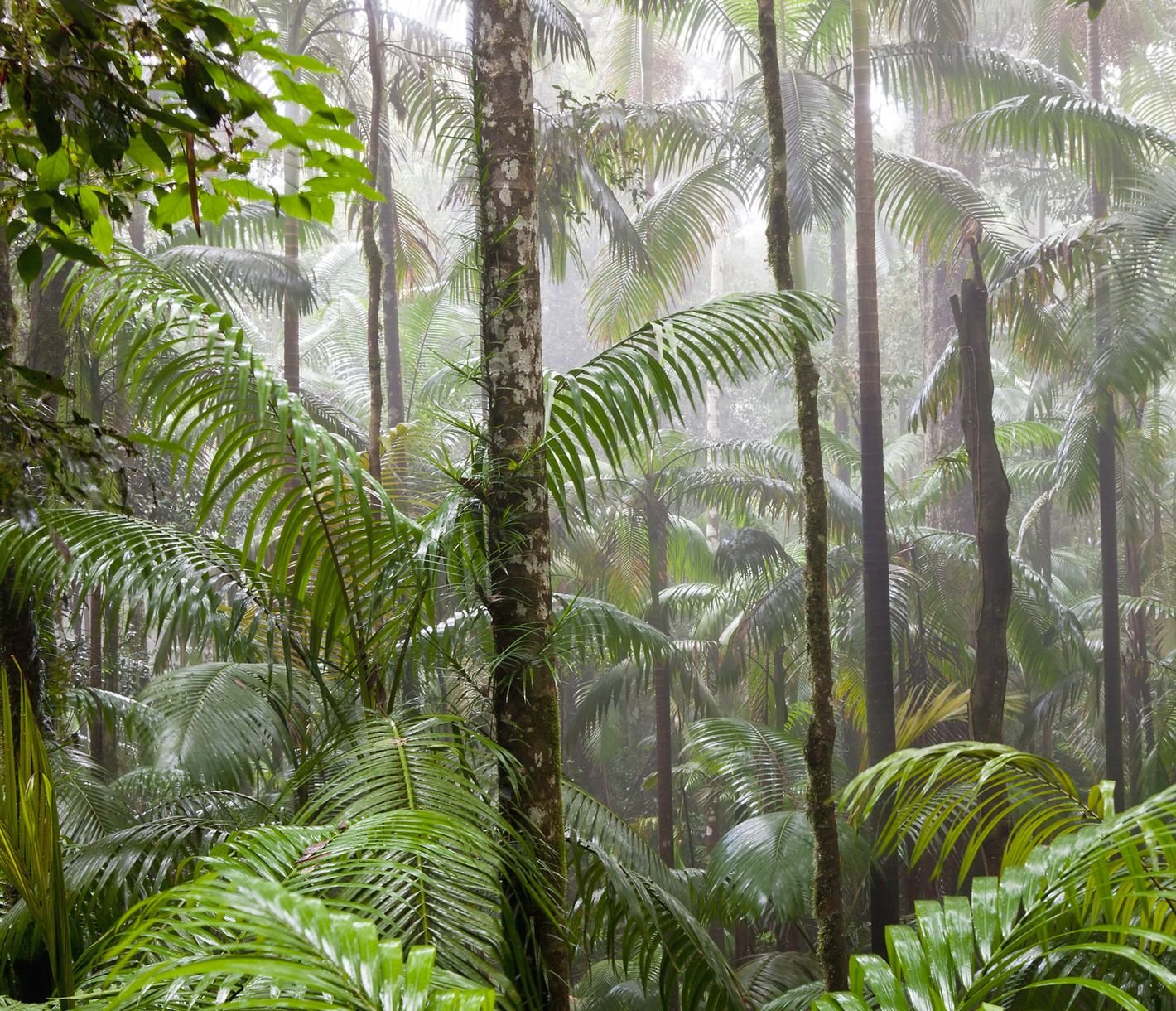 Tief im Regenwald...