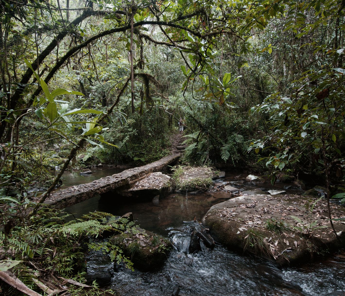 Regenwald mit kleinen Wasserläufen im Andasibe-Mantadia-Nationalpark