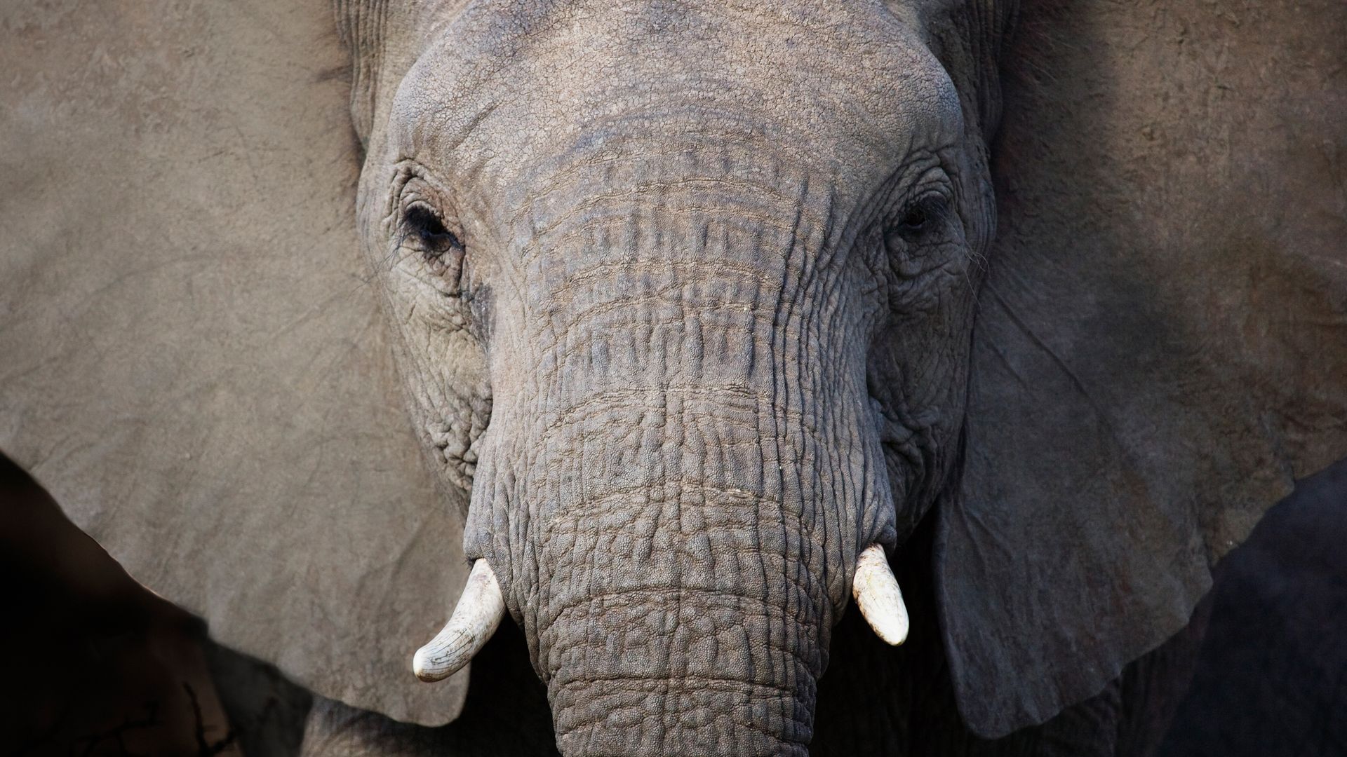 Big Five: Elefant