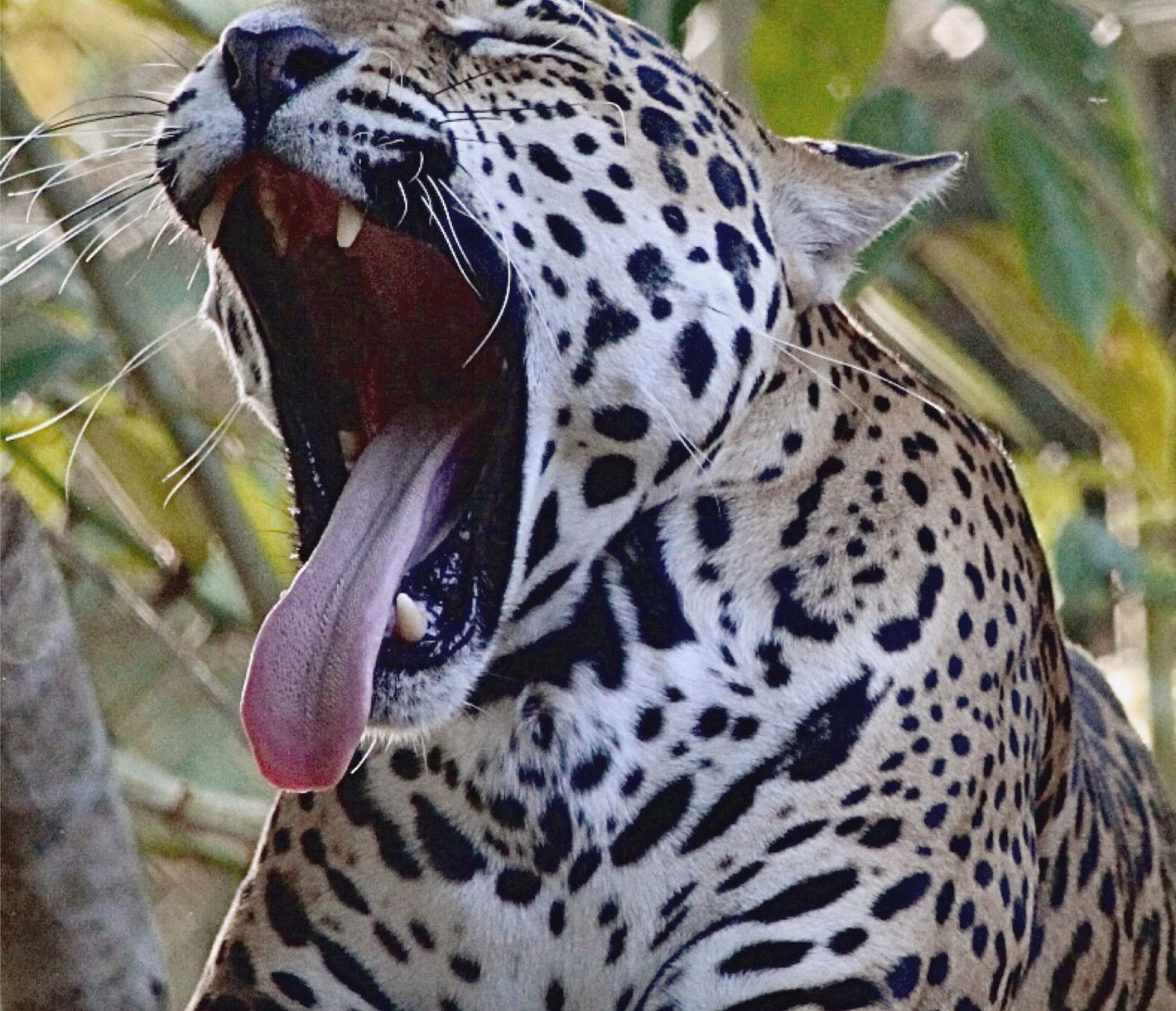 König des Dschungels – schon die alten Maya verehrten den Jaguar für seine Kraft und Stärke.