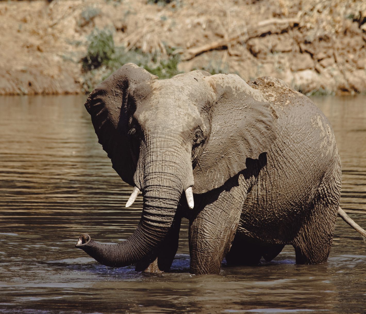 Badender Elefant im Lower-Zambezi-Nationalpark