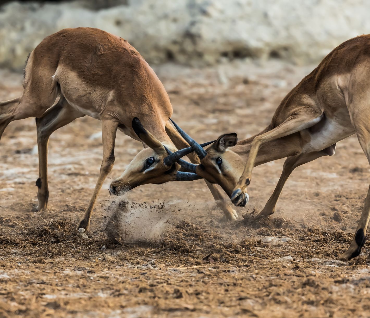 Zwei Impala-Männchen kämpfen am Ufer des Chobe-Flusses