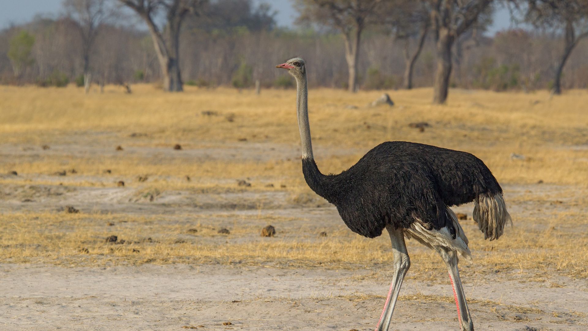Ein Straussen-Männchen geht einsam durch die trockene Graslandschaft