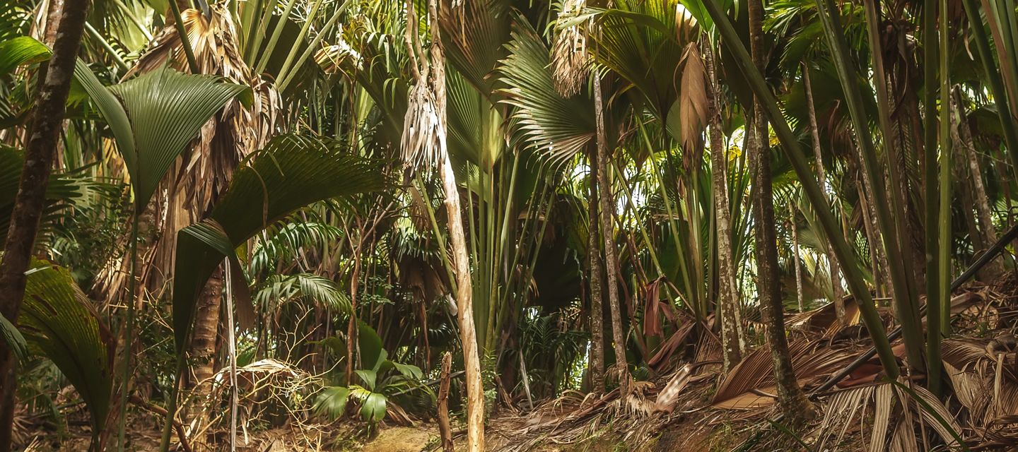 La Vallée de Mai, inscrite au patrimoine mondial de l’UNESCO, nichée au coeur de Praslin.