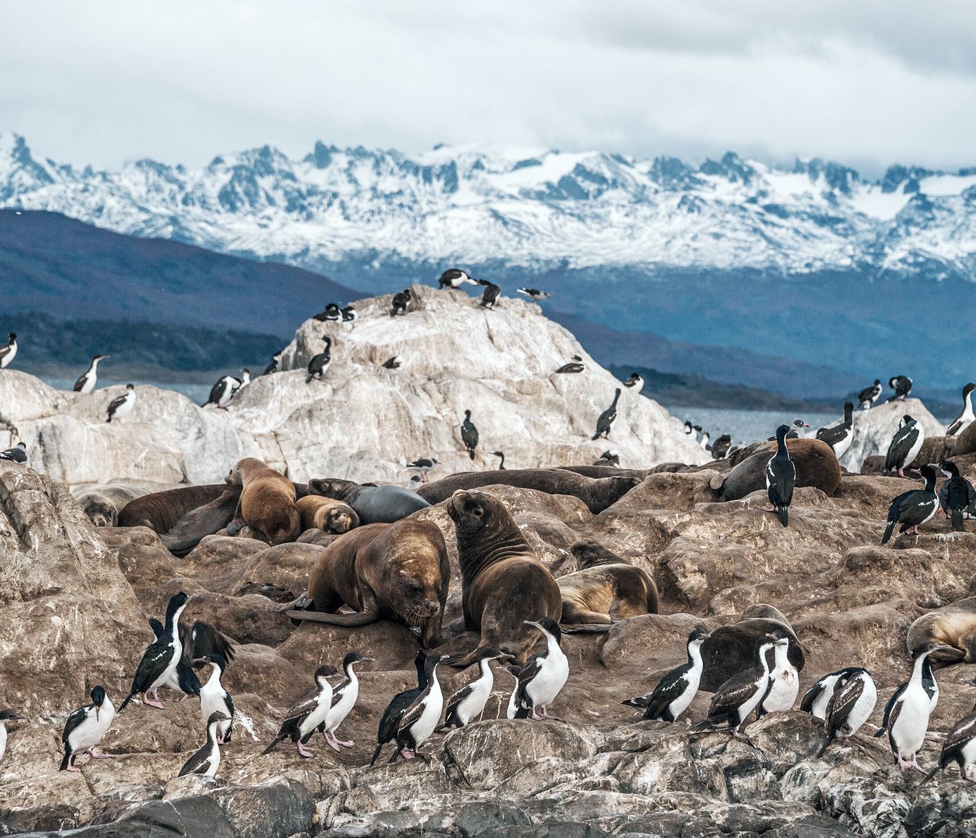 Tiere im Beaglekanal
