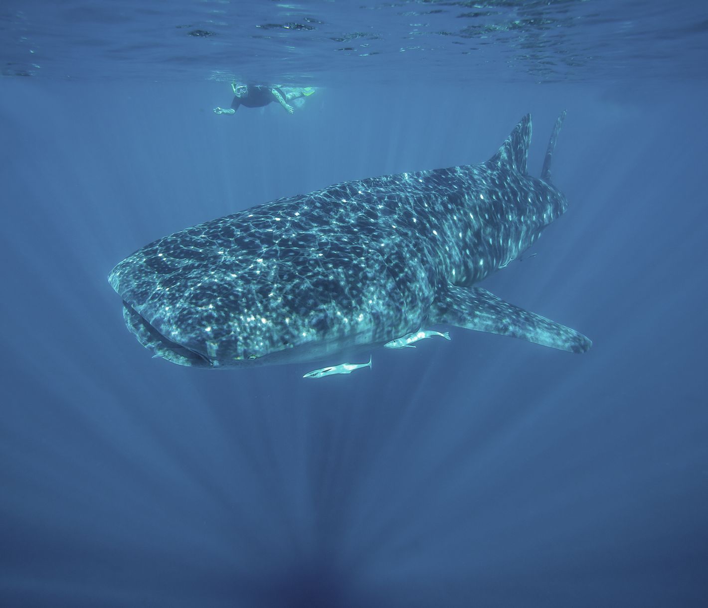 Ich bin auch ein Hai.