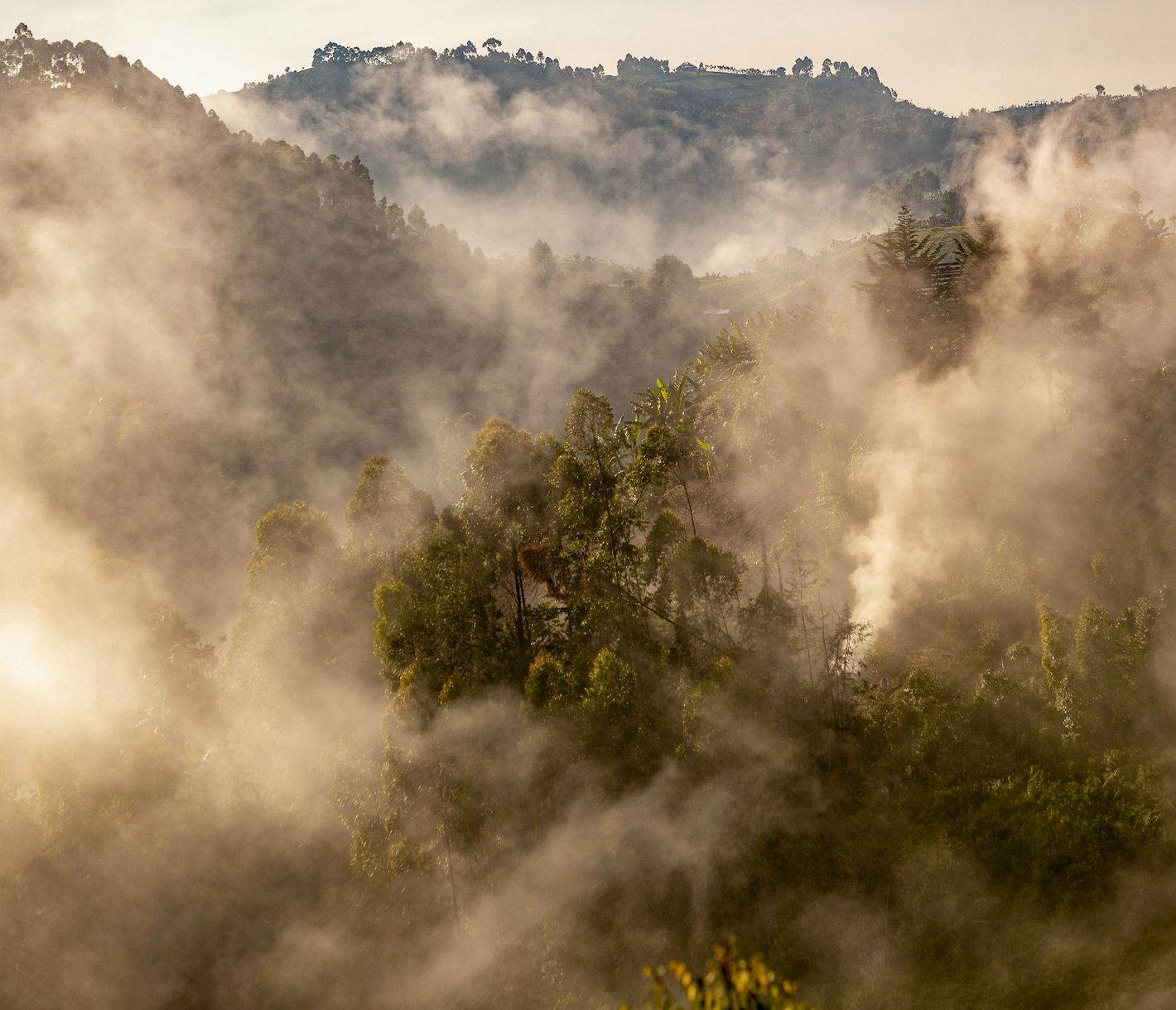 Nebelschwaden über dem Regenwald des Bwindi-Impenetrable-Nationalparks