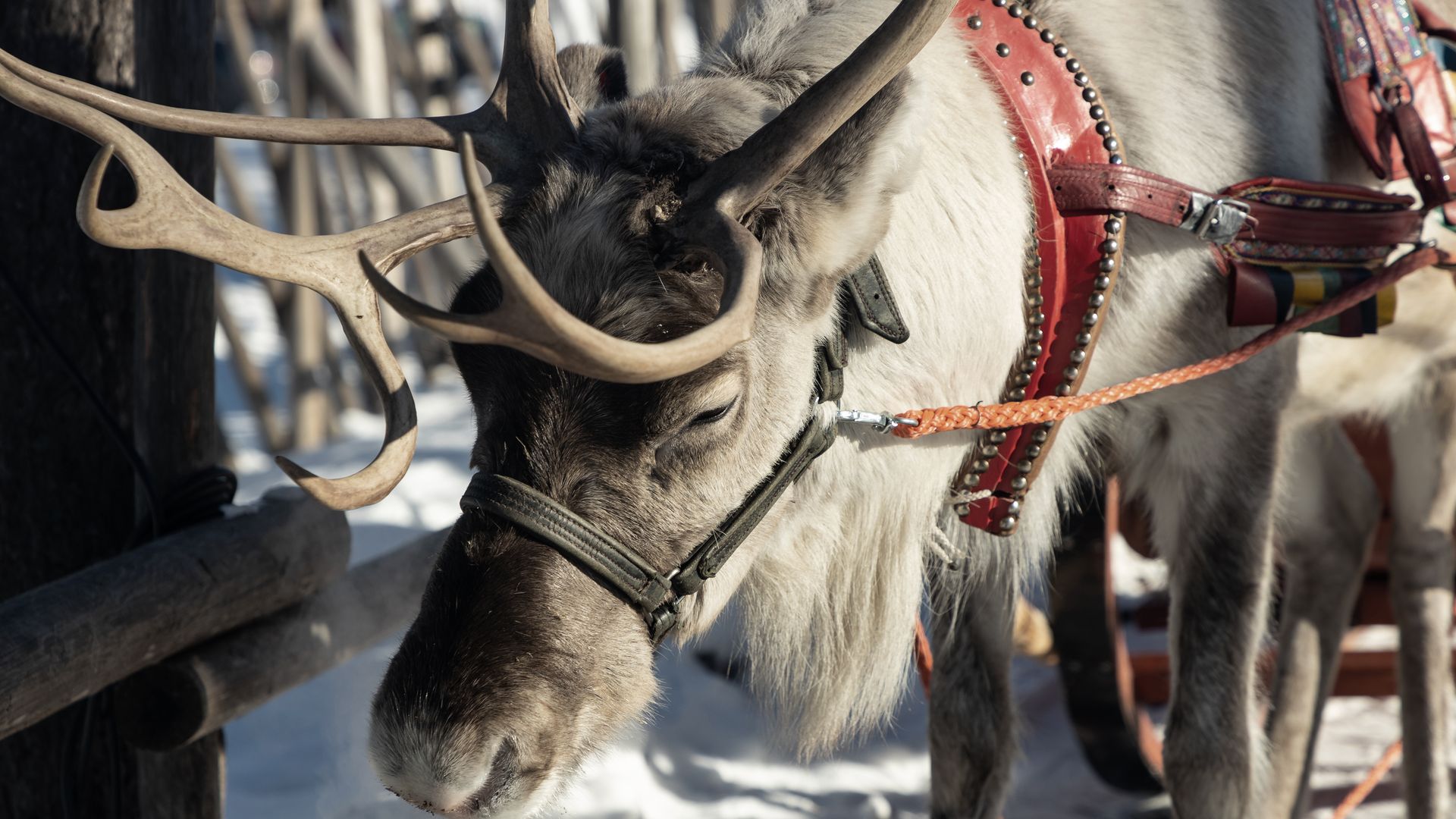 Besuch einer Rentierfarm und Schlittenfahrt