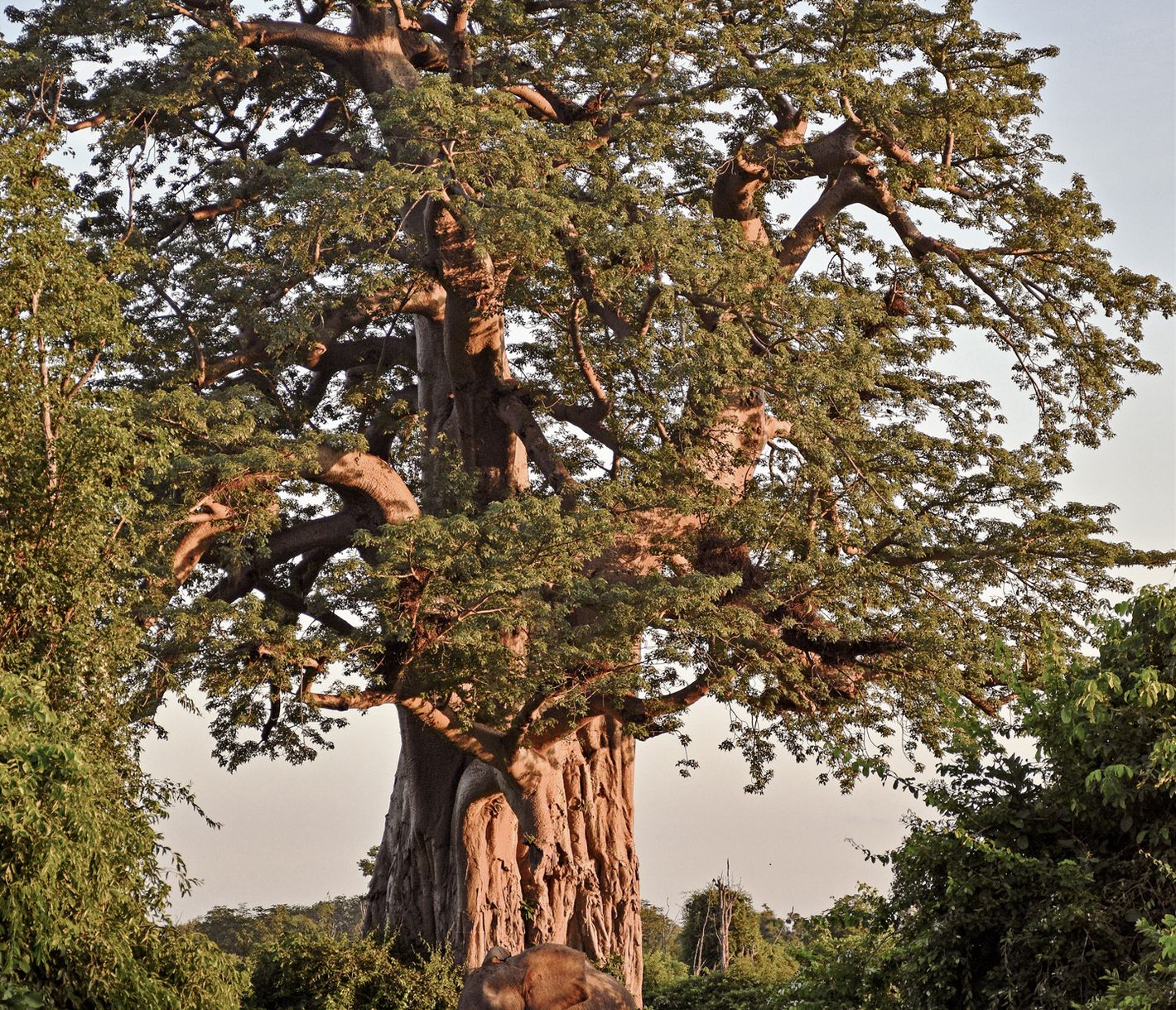 Elefant im South-Luangwa-Nationalpark
