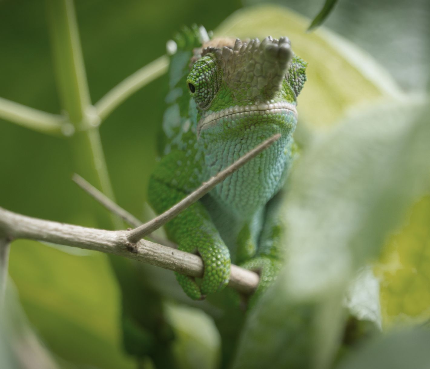 Ein bestens getarntes Chamäleon beim Kisasa-Wasserfall in den Usumbara-Bergen