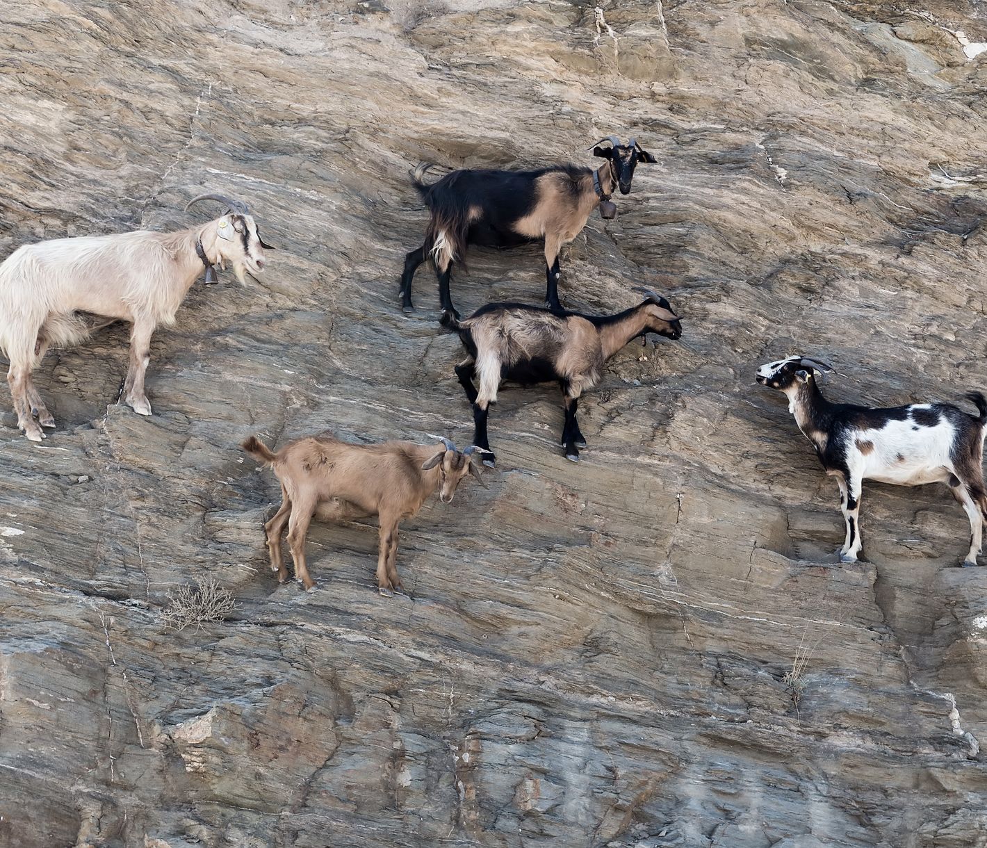 Ziegen erklimmen den Berg über dem Strand Agia Theodoti.