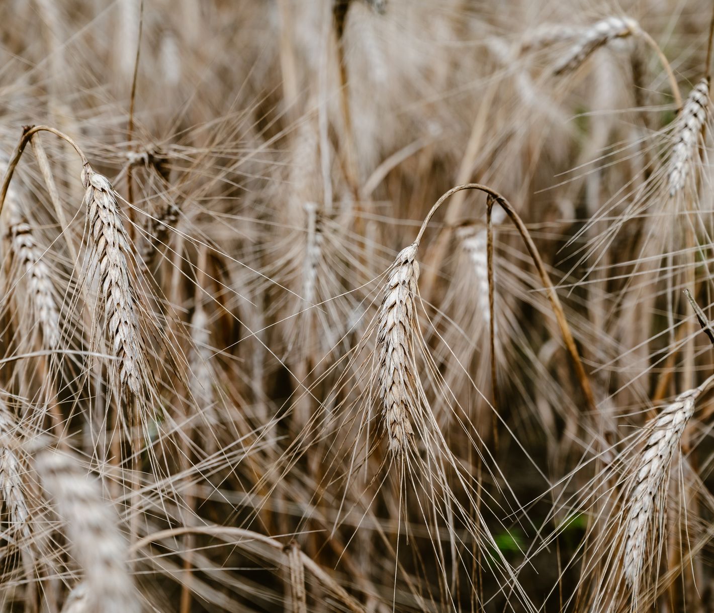 Zutaten des Lebenswassers