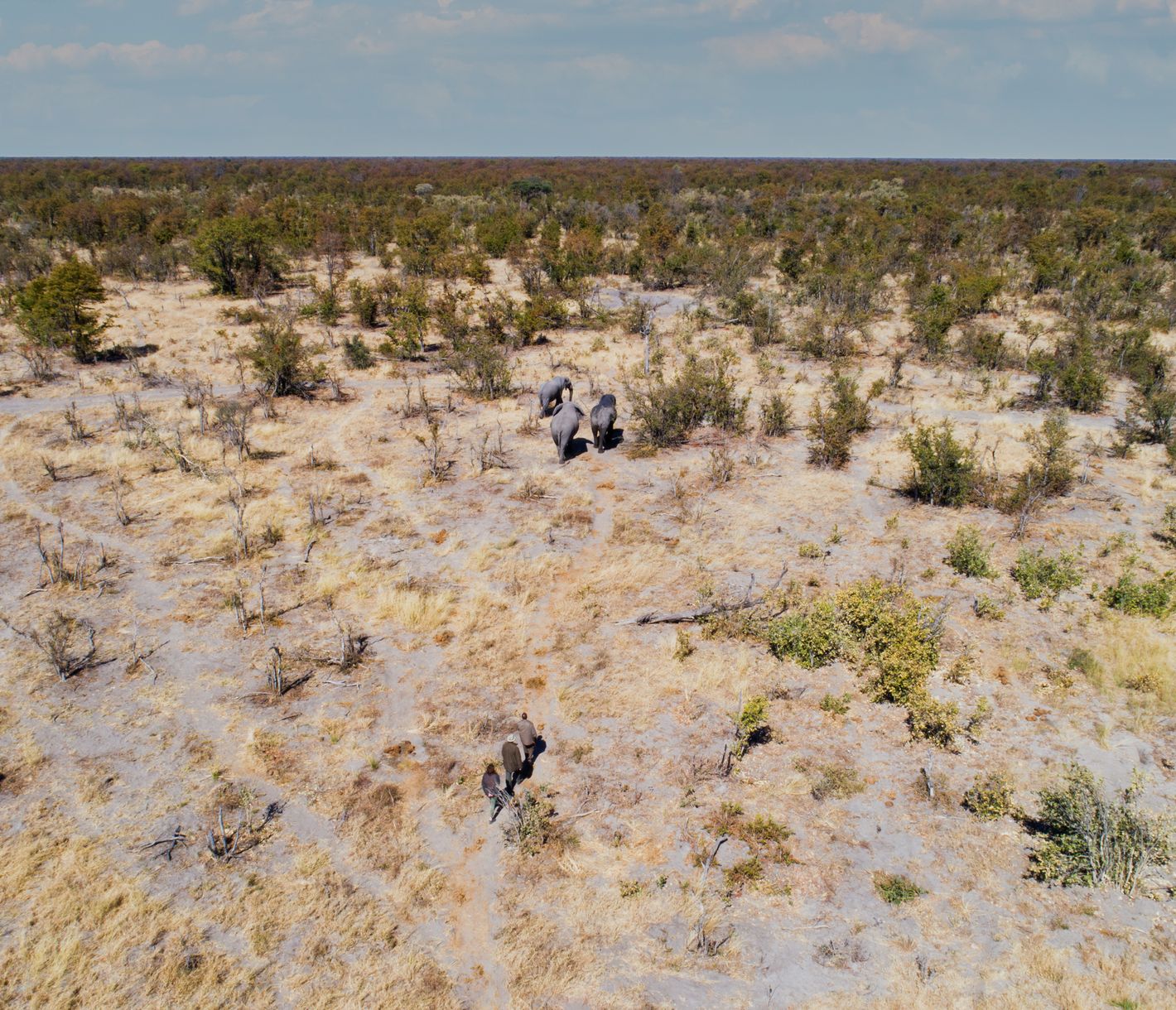 Une randonnée guidée dans la concession de Khwai offre une expérience unique dans la brousse africaine
